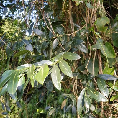 Secamone gerrardii, photographed by Margaret Burger