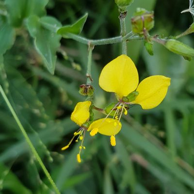 Aneilema aequinoctiale, photographed by Margaret Burger