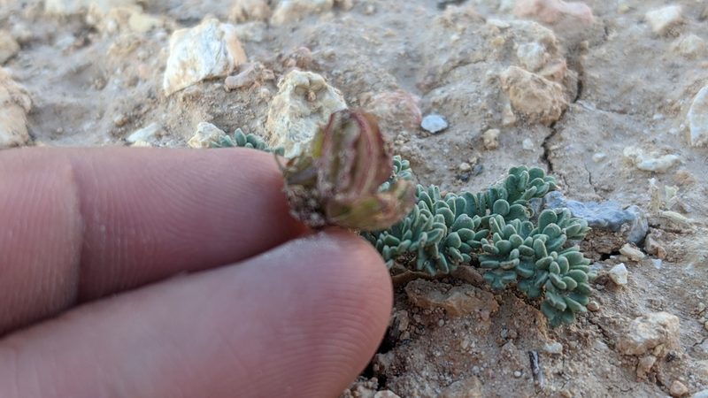 Cymopterus minimus, photographed by Darrin Gobble
