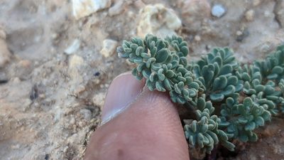 Cymopterus minimus, photographed by Darrin Gobble