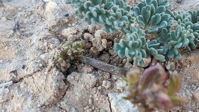 Cymopterus minimus, photographed by Darrin Gobble