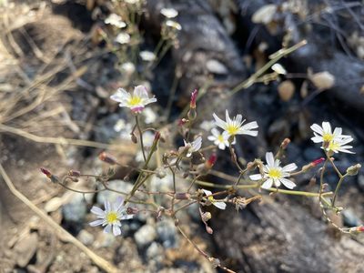 Malacothrix floccifera, photographed by Leah Gardner