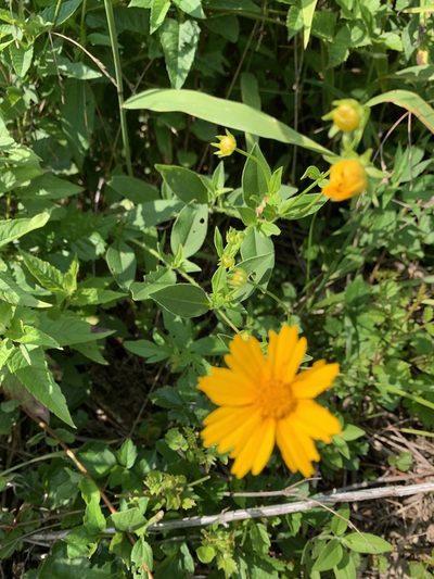 Coreopsis pubescens, photographed by pamelabarnabee