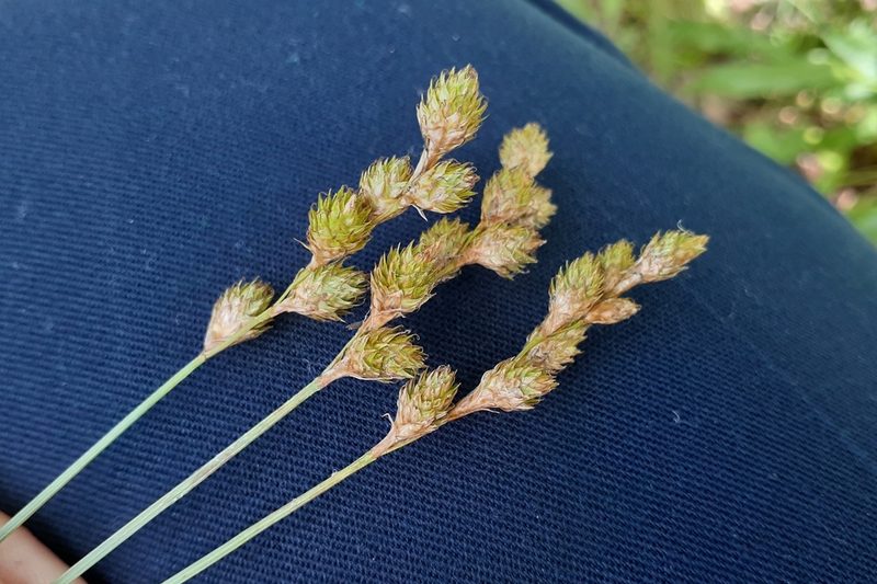 Carex merritt-fernaldii, photographed by Quinten Wiegersma