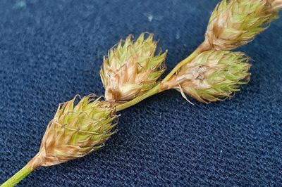 Carex merritt-fernaldii, photographed by Quinten Wiegersma