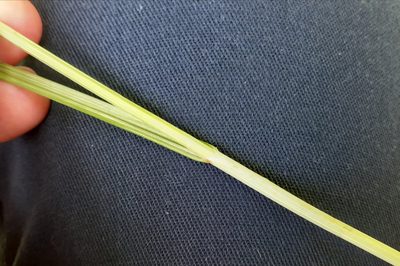 Carex merritt-fernaldii, photographed by Quinten Wiegersma