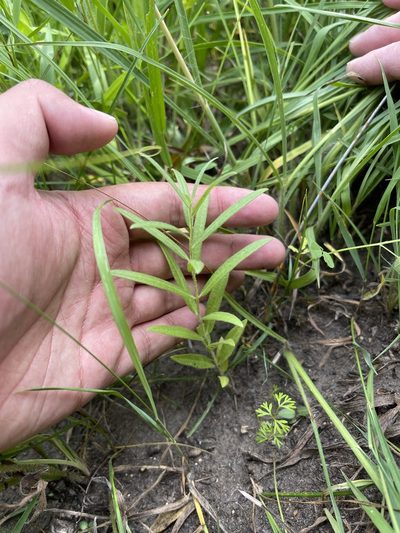 Asclepias lanuginosa, photographed by Brandon Corder