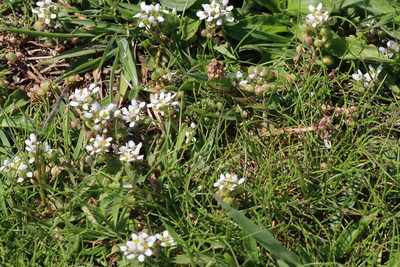 Cochlearia officinalis, photographed by Roy Lowry
