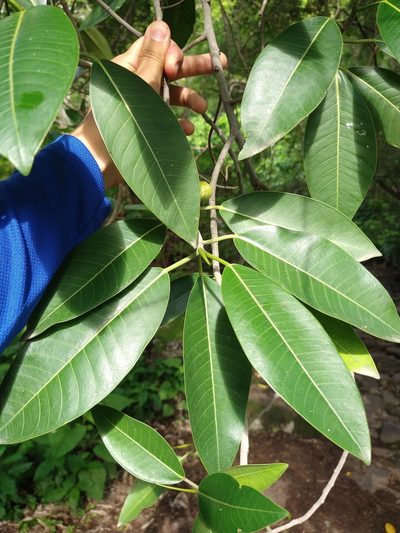 Ficus insipida, photographed by Abraham Sánchez Romero