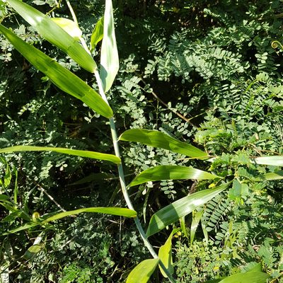 Flagellaria guineensis, photographed by Margaret Burger