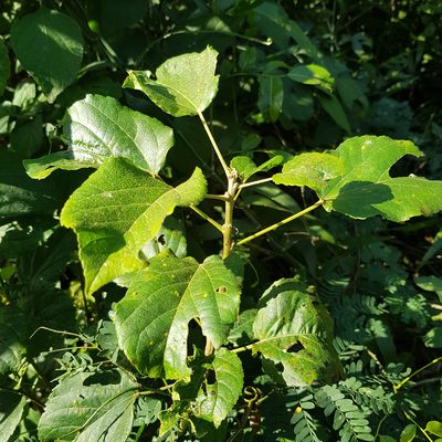 Croton sylvaticus, photographed by Margaret Burger