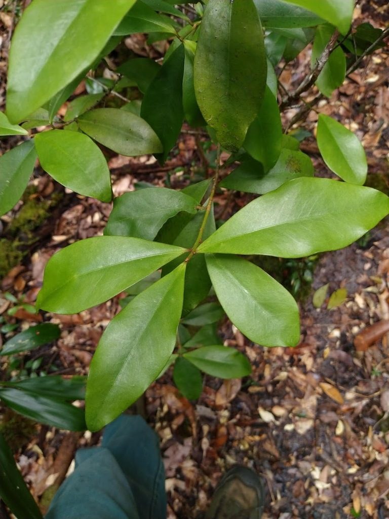 Myrsine arenaria, photographed by Tony van Kampen