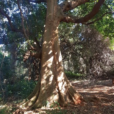 Celtis mildbraedii, photographed by Margaret Burger