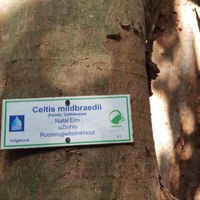 Celtis mildbraedii, photographed by Margaret Burger