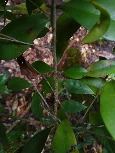 Myrsine arenaria, photographed by Tony van Kampen