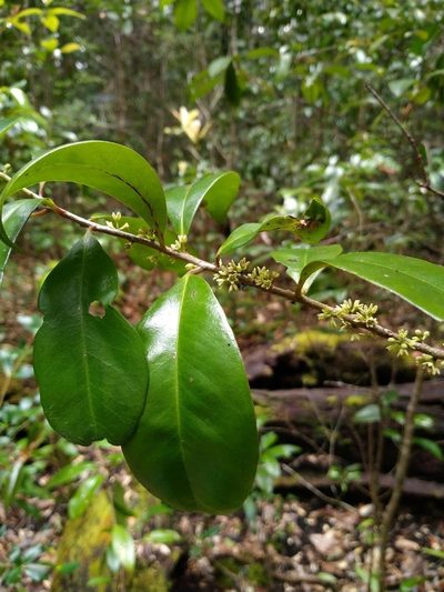 Myrsine arenaria, photographed by Tony van Kampen