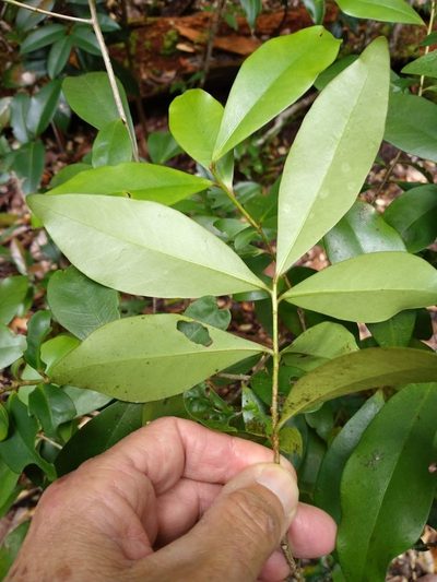 Myrsine arenaria, photographed by Tony van Kampen