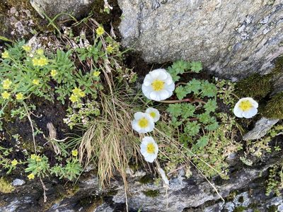 Ranunculus glacialis, photographed by Lukas Schärer