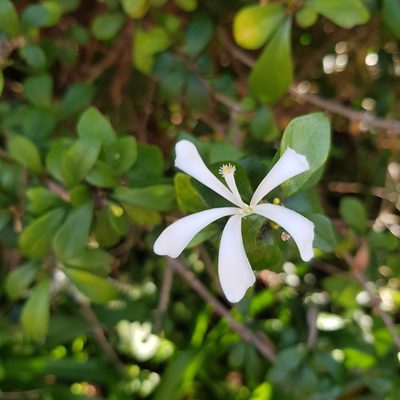 Turraea obtusifolia, photographed by Margaret Burger