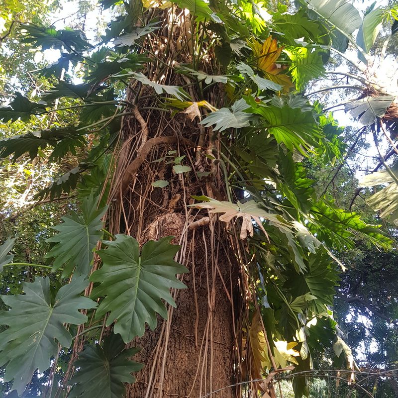 Philodendron lacerum, photographed by Margaret Burger