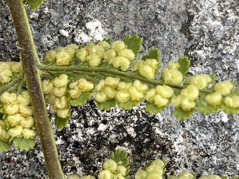 Dryopteris mindshelkensis, photographed by Terry Instone
