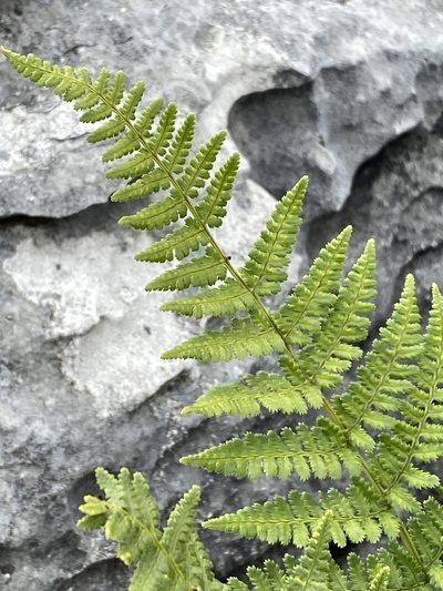 Dryopteris mindshelkensis, photographed by Terry Instone
