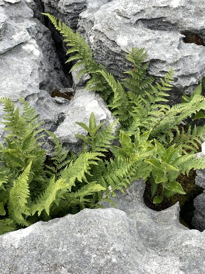 Dryopteris mindshelkensis, photographed by Terry Instone