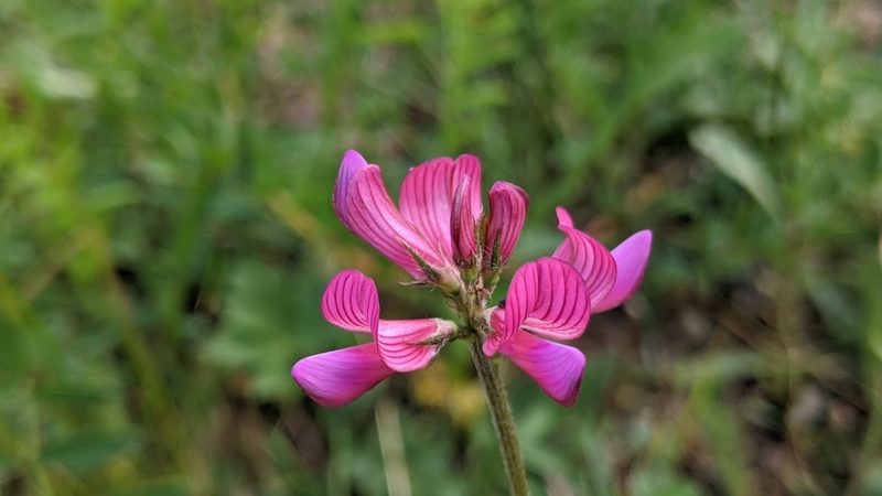 Onobrychis montana, photographed by Philipp