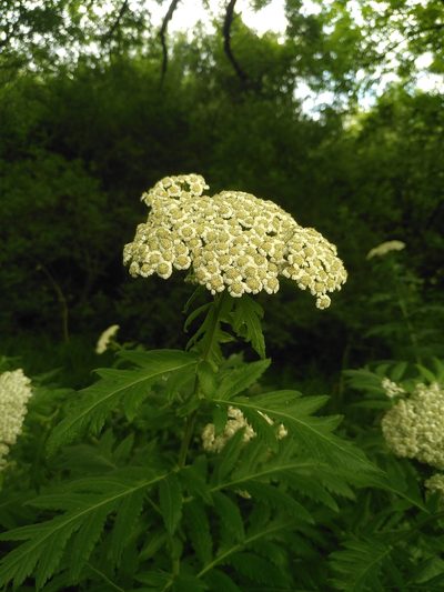 Tanacetum macrophyllum, photographed by Micha Baum