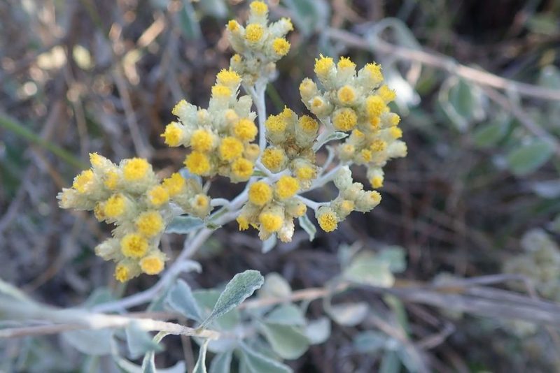 Helichrysum lepidissimum, photographed by Andrew Deacon