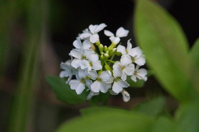 Cardamine cordifolia, photographed by Mike Duran