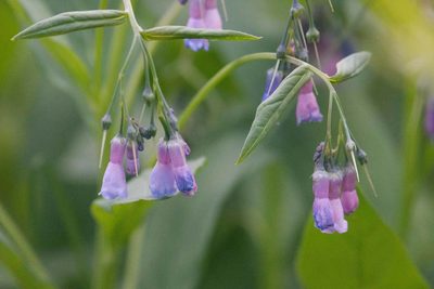Mertensia ciliata, photographed by Mike Duran