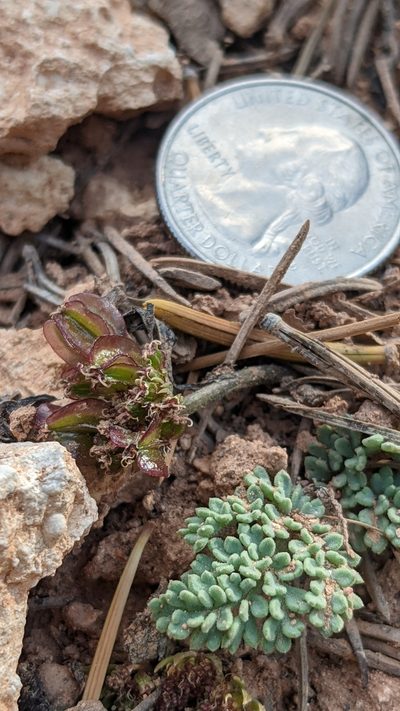 Cymopterus minimus, photographed by Darrin Gobble