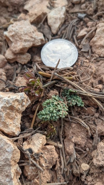 Cymopterus minimus, photographed by Darrin Gobble