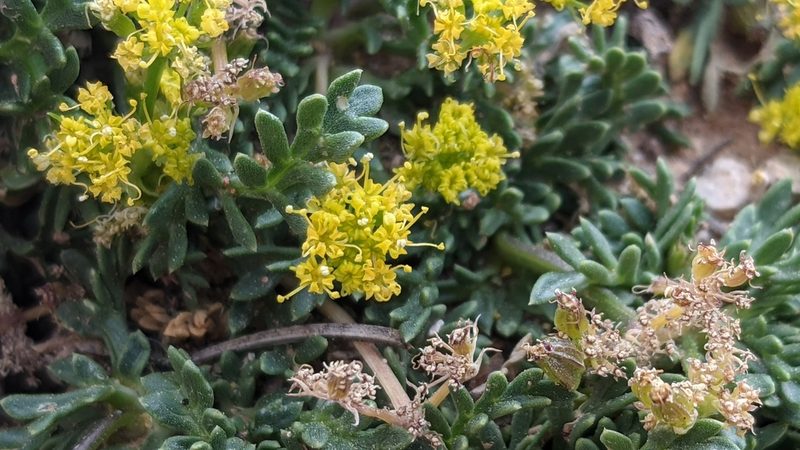 Lomatium minimum, photographed by Darrin Gobble