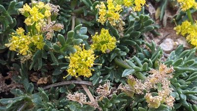 Lomatium minimum, photographed by Darrin Gobble