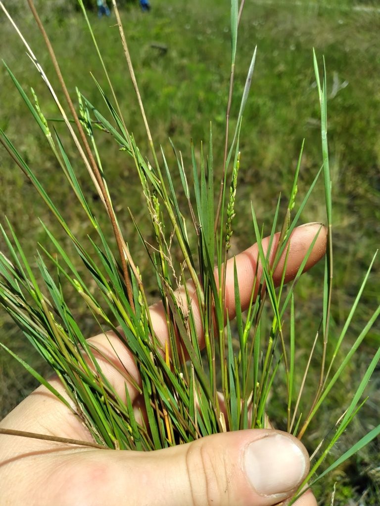 Dichanthelium pinetorum, photographed by Scott Ward