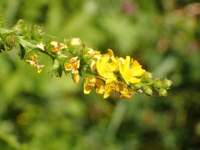 Agrimonia striata, photographed by Allan Harris