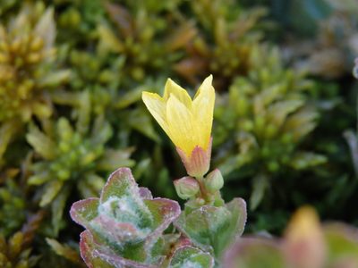 Hypericum elodes, photographed by Carminda Santos