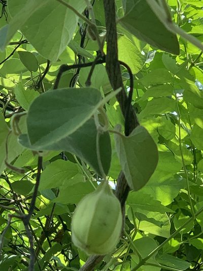 Aristolochia tomentosa, photographed by pamelabarnabee