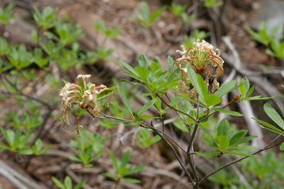 Rhododendron occidentale, photographed by Michael Warner