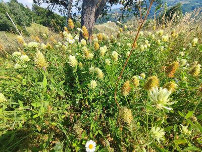 Trifolium pannonicum, photographed by xulescu_g