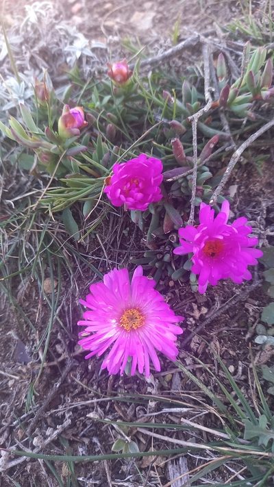 Lampranthus diutinus, photographed by kevin koen