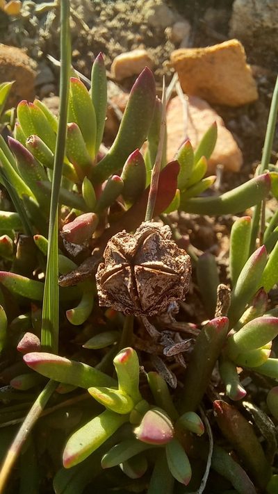 Lampranthus diutinus, photographed by kevin koen