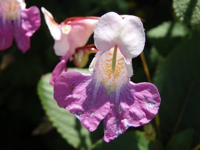 Impatiens balfourii, photographed by Carminda Santos