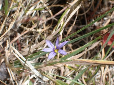 Sisyrinchium montanum, photographed by Mary Krieger