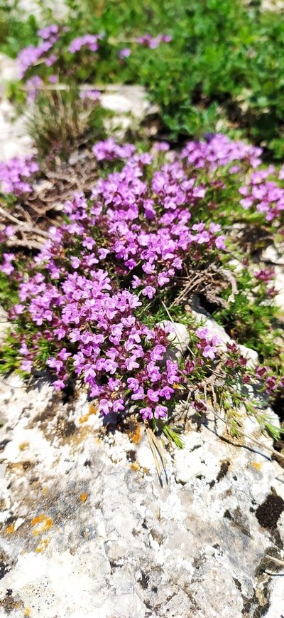 Thymus tauricus, photographed by Алексей Ябс