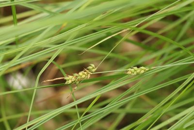 Carex globularis, photographed by Nina Filippova