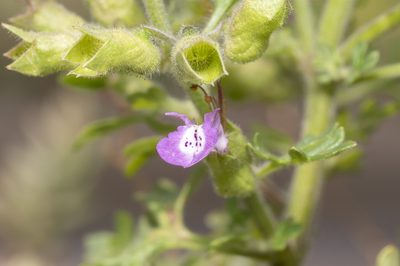 Teucrium botrys, photographed by Eleftherios Katsillis