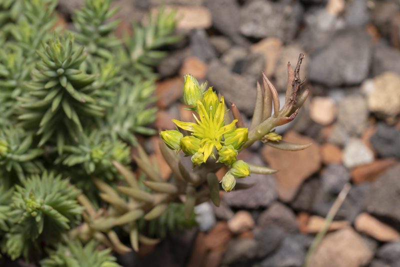 Petrosedum montanum, photographed by Eleftherios Katsillis